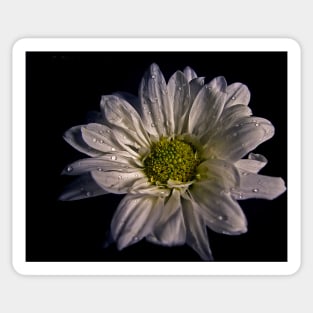 Wet White Flower Sticker